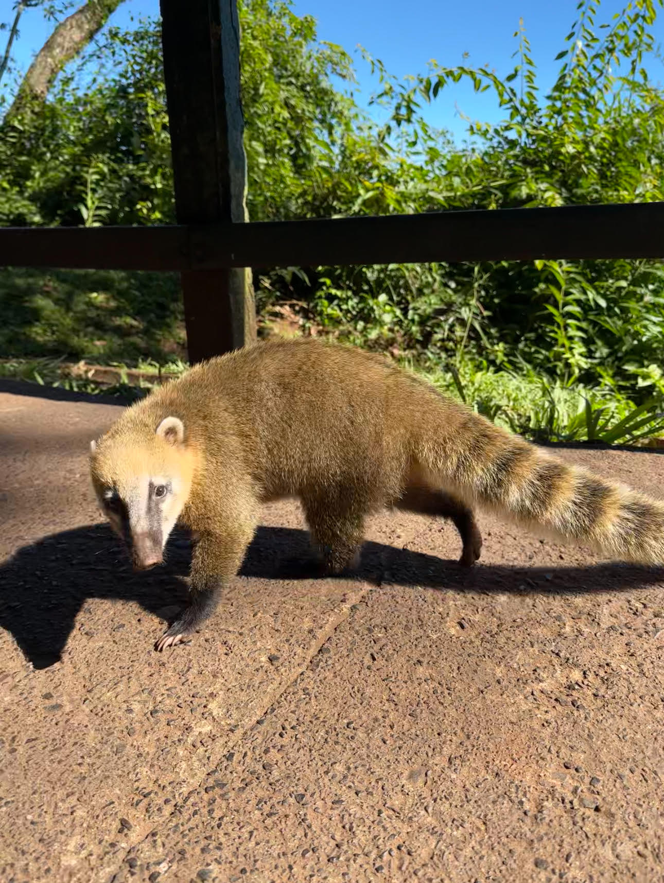 coati