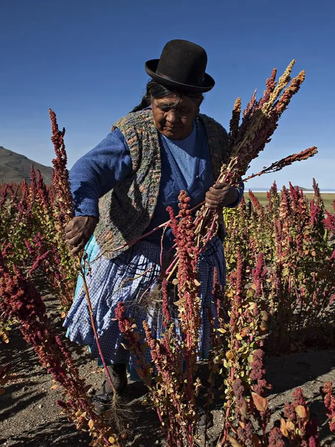 quinoa blog