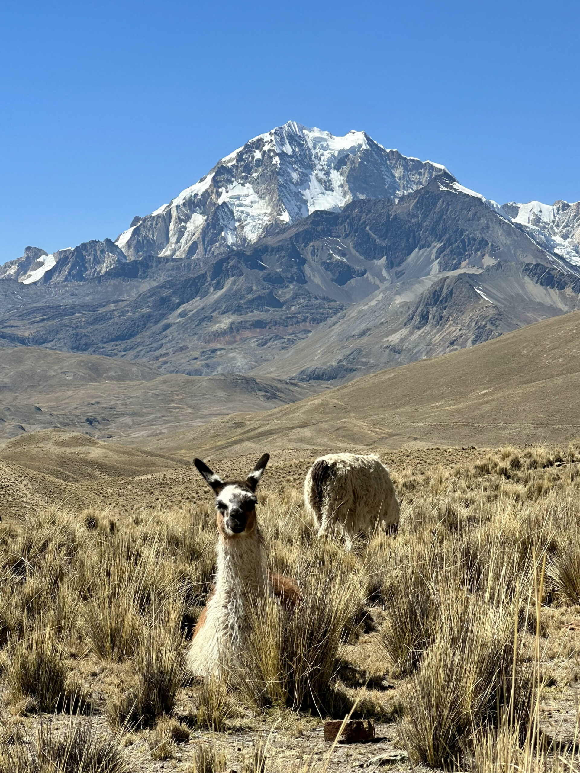 tuni lama