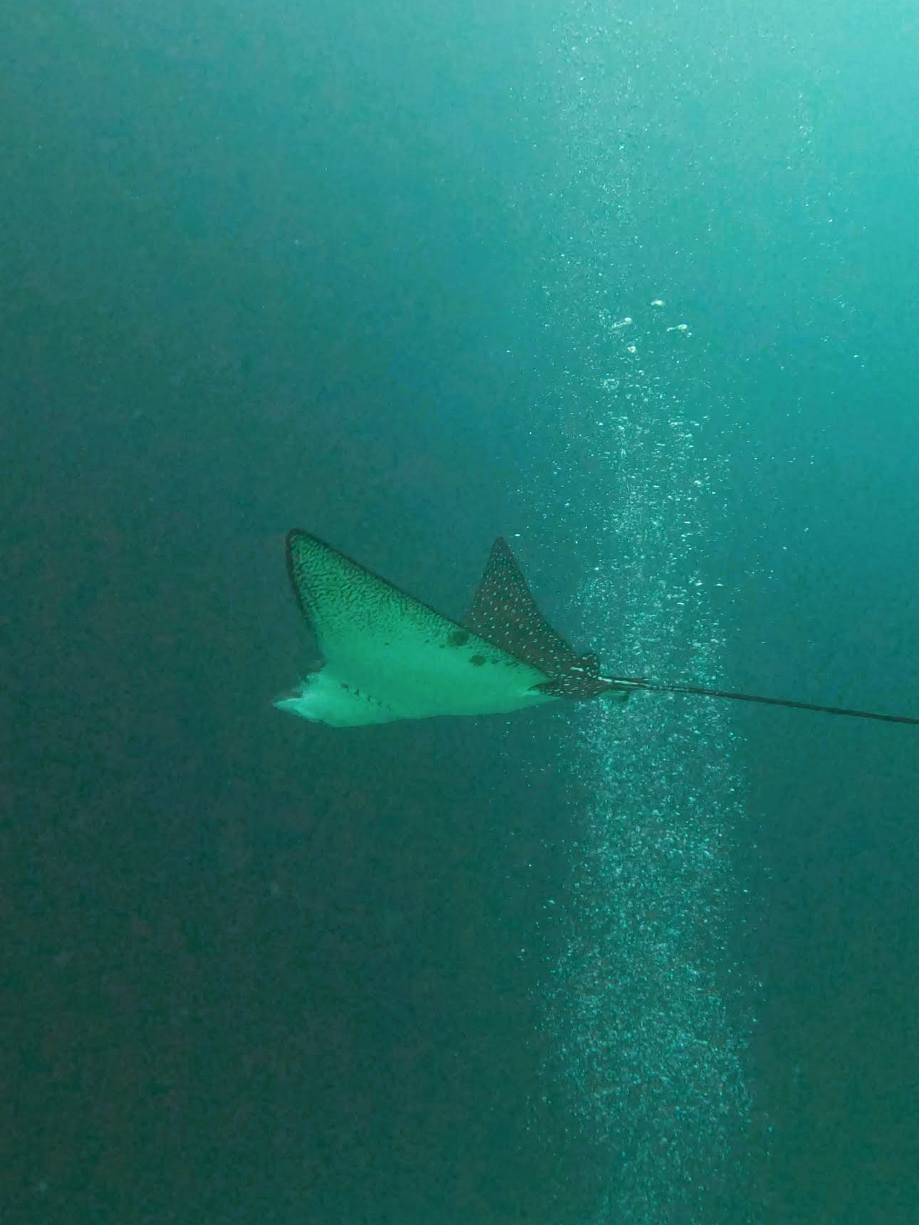 raie kicker rock