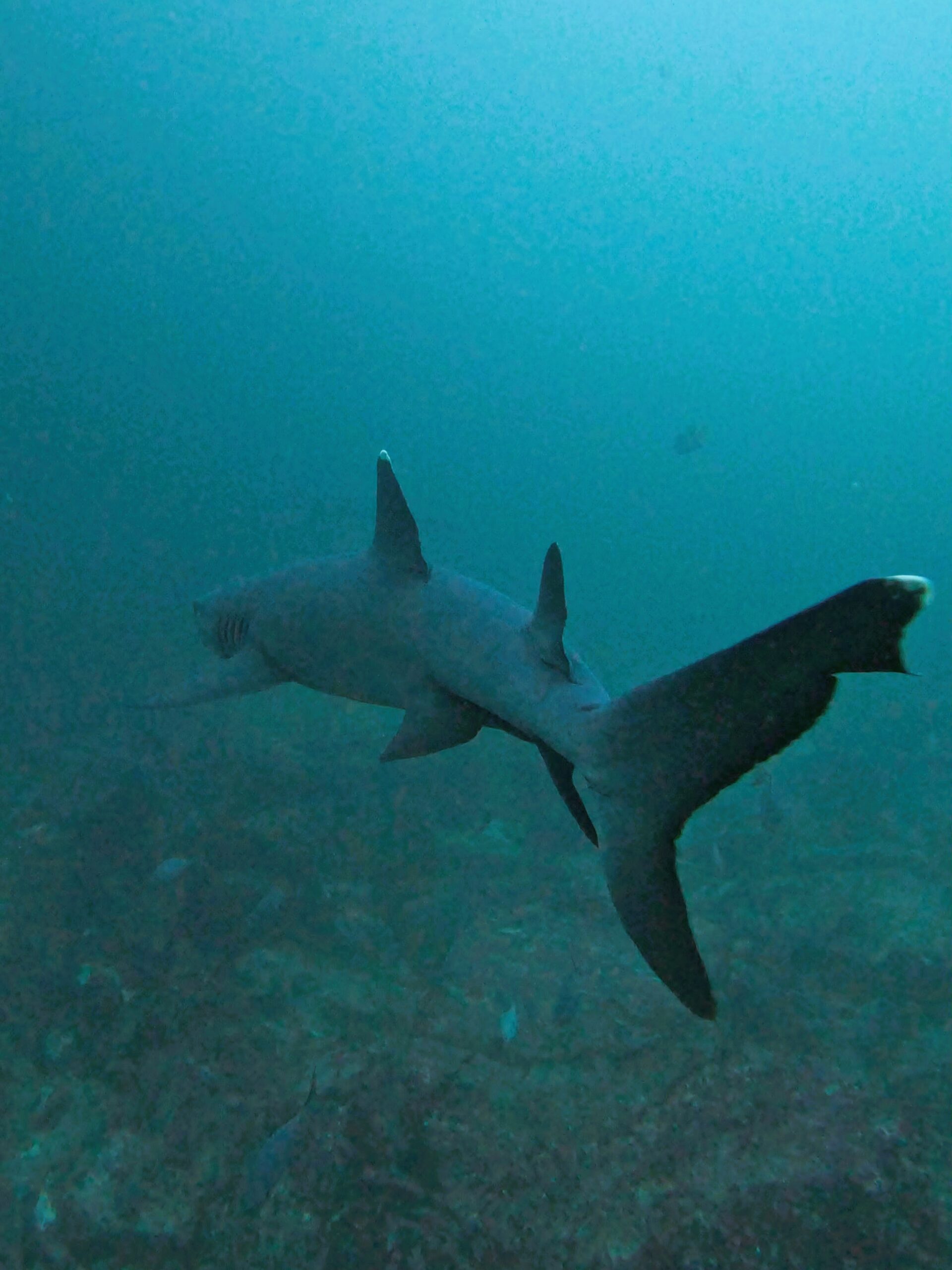 shark kicker rock