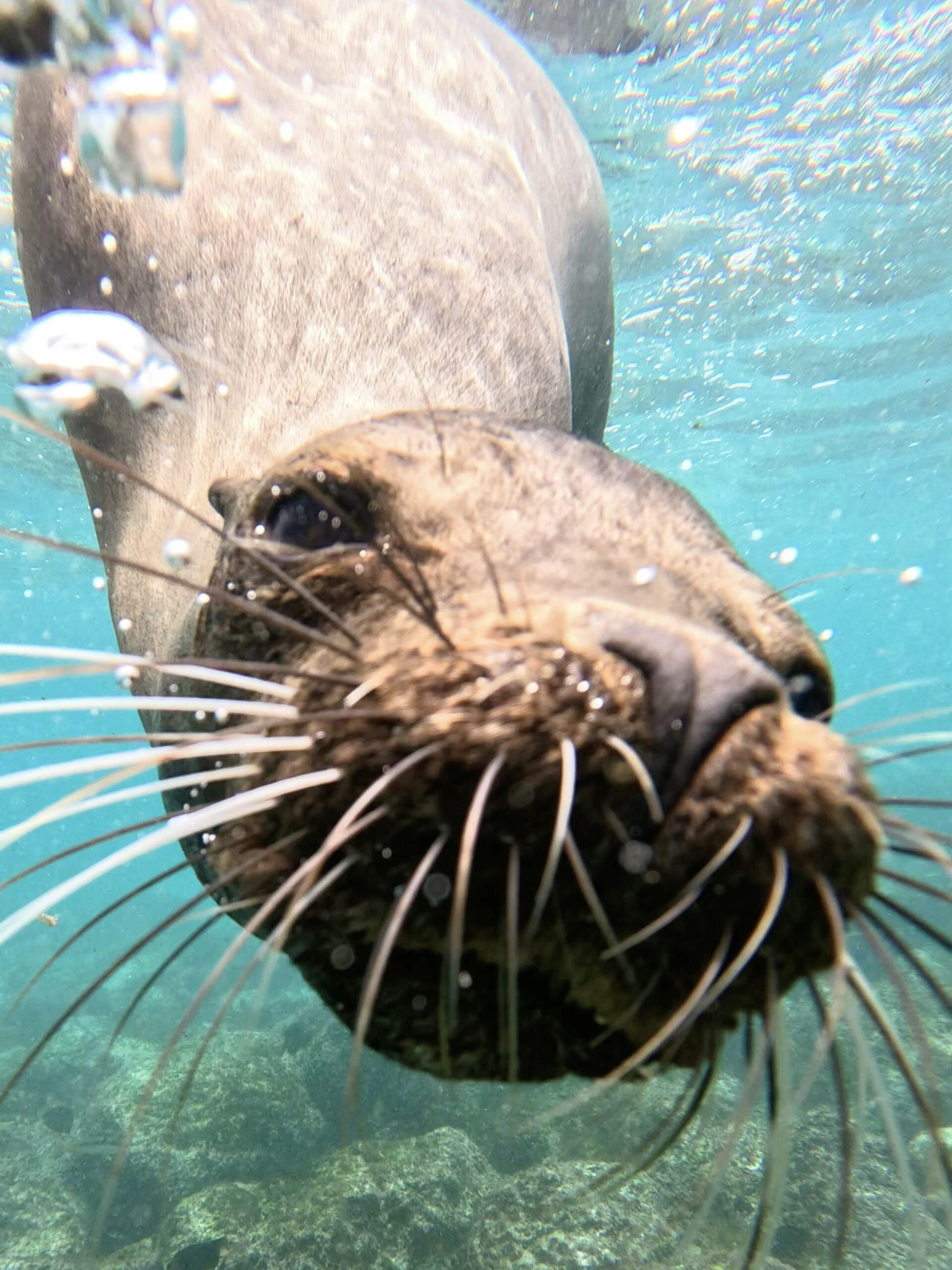 snorkeling