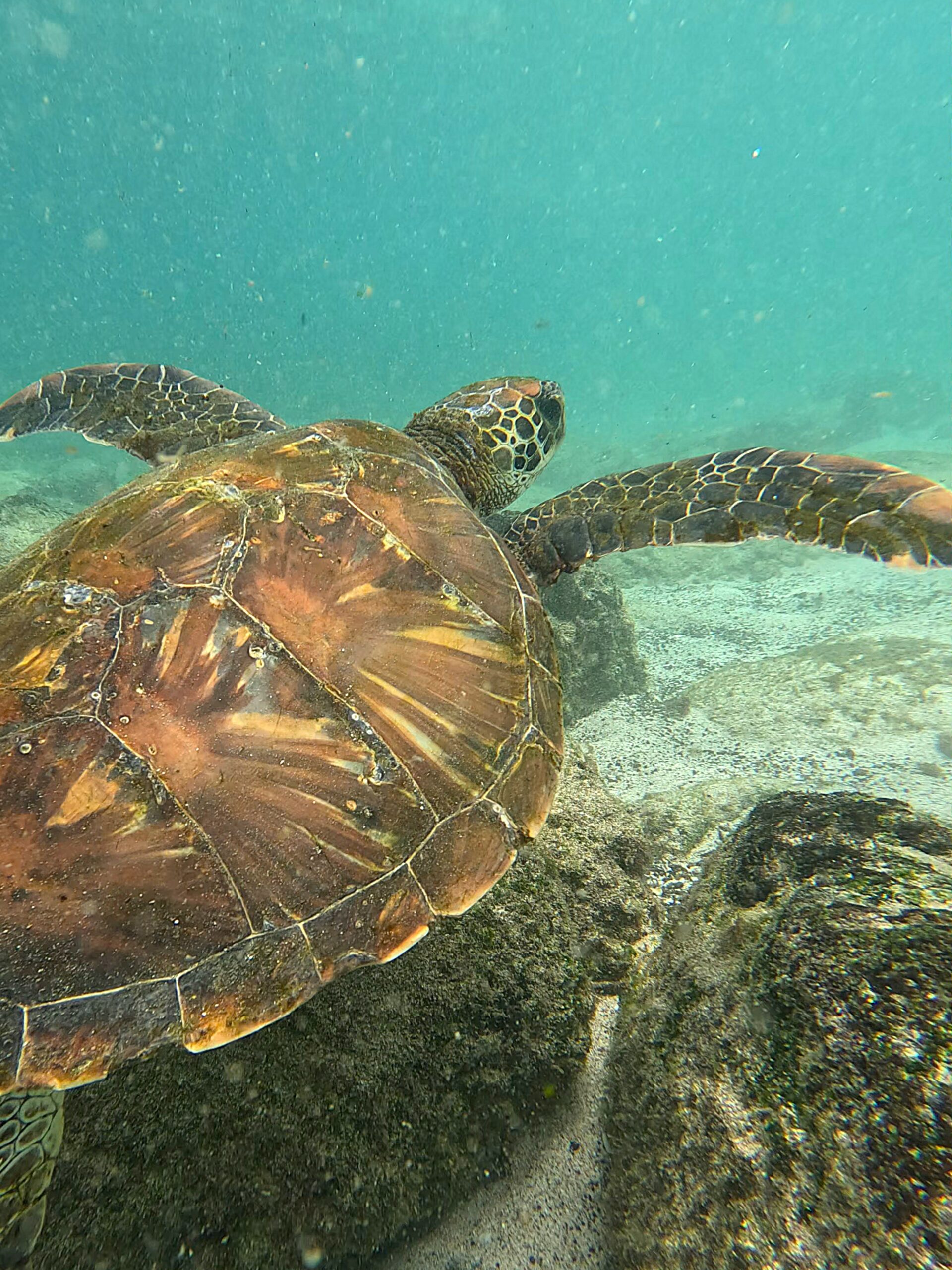 tortue galapagos